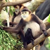 Threatened langur species found in Dong Nai province