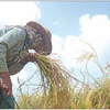Myanmar exports 700,000 tonnes of rice in April-June