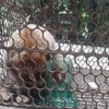 Conservation centre receives pygmy loris