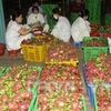 Binh Thuan looks to expand VietGap dragon fruit area 