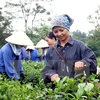 Vietnam strives to earn 250 million USD from tea exports in 2017