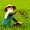 Vietnam wastes at least 1 billion USD yearly on over fertilisation