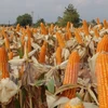 Hybrid corn seeds dominate fields in Vietnam