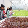 Lam Dong to set up 11 sustainable agriculture production chains