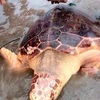 Quang Tri: Turtle at risk of extinction released into wild