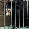 Microchips re-implanted in 200 captive bears in Hanoi