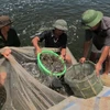 Phu Yen applies high technology in shrimp farming