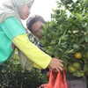 Indonesian gov’t provides 5.5 trillion Rp for local fruit development
