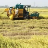 Project launched in Thai Binh to promote sustainable rice production