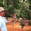 LienVietPostBank funds macadamia growing in Lam Dong 