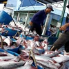 Vietnam, Australia cooperate in combating illegal fishing