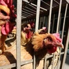 Philippines confirms avian influenza strain on Luzon island