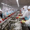 Efforts made to control disease safety in shrimp exported to Australia