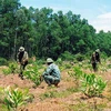 Localities step up forest planting