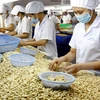 Cashew exports in eight months fetch 2.2 billion USD