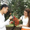 Ninh Thuan’s orchards opened for visitors 