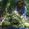 Coconut farming remains languishing