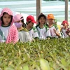 HCM City seeks solutions to promote agriculture tourism