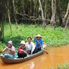 More Asian openbill storks flock to ecotourism site in Dong Thap