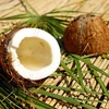 Indonesia earns nearly 900 million USD from coconut exports