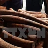 Ivory shipment through Cat Lai port investigated 