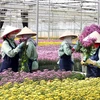 Lam Dong has more high-tech flower, vegetable growing project