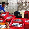 Tien Giang’s fishermen enjoy bumper catch 