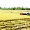 Vietnam uses remote sensing to monitor rice production 