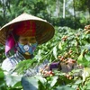 Son La coffee geographical indication announced