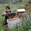 Ha Giang seeks solutions to sustainable beekeeping development