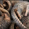 Malaysia rescues 140 pangolins in border area with Thailand