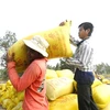  Rice farmers rue missing out on price rise