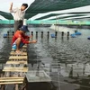 Ca Mau dense shrimp farming area expanded 