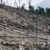 Deforestation ongoing in Binh Dinh province