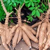 Thailand supports cassava farmers