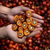 Malaysia, Indonesia to counter EU discrimination against palm oil