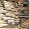 Illegal shipment of ivory intercepted by customs