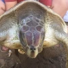  Endangered turtle released into ocean near Hue