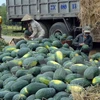 Vietnamese, Chinese firms ink watermelon trade deals 