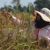 Thai farmers receive support to reduce rice-cultivated areas