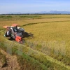 Vietnam’s rice market fares well