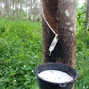 Vietnam makes effective rubber investment in Lao province