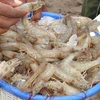 Thailand stops import of Indian shrimps