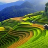 Mu Cang Chai named as worthy visit by US travel site