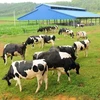 Vietnam’s dairy giants export milk to China