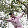 Tien Giang star-apple fruit breaks into US market