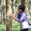 Vietnam Rubber Group’s equitisation plan approved 
