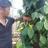 Gia Lai pepper farmers developing Sri Lanka plant