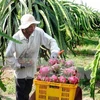 Fruit, veggie exports set record of 3.45 billion USD
