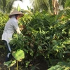 HCM City households up income with wild veg